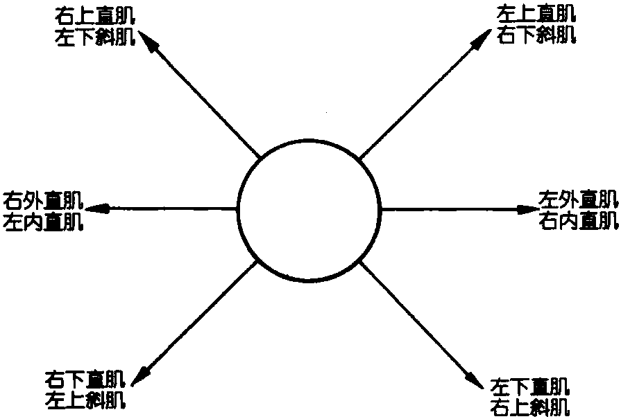 眼球運動與運動肌